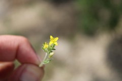 Tropidocarpum gracile