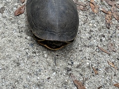 Deirochelys reticularia