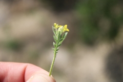 Tropidocarpum gracile