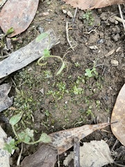 Plagiomnium rostratum