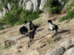 Leucocarbo chalconotus