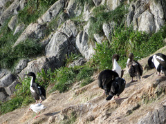 Leucocarbo chalconotus