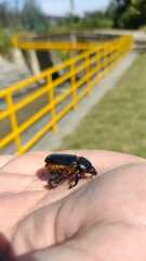 Ancognatha scarabaeoides