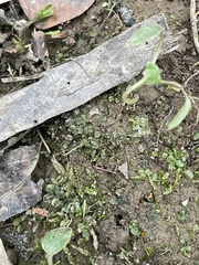 Plagiomnium rostratum