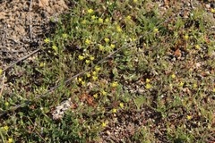 Tropidocarpum gracile