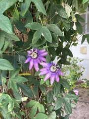 Passiflora × kewensis