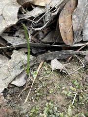 Plagiomnium rostratum