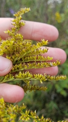 Solidago canadensis hargeri