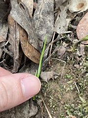 Plagiomnium rostratum