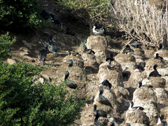 Leucocarbo chalconotus