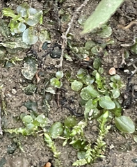 Plagiomnium rostratum