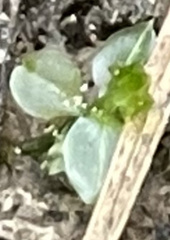 Plagiomnium rostratum