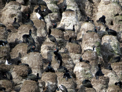 Leucocarbo chalconotus