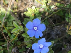 Evolvulus alsinoides