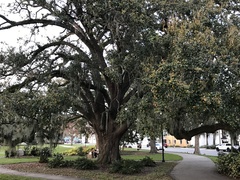 Quercus virginiana