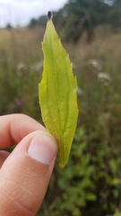 Solidago canadensis hargeri