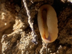 Peziza