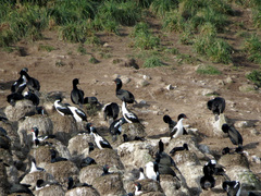 Leucocarbo chalconotus