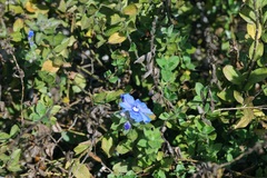 Evolvulus alsinoides