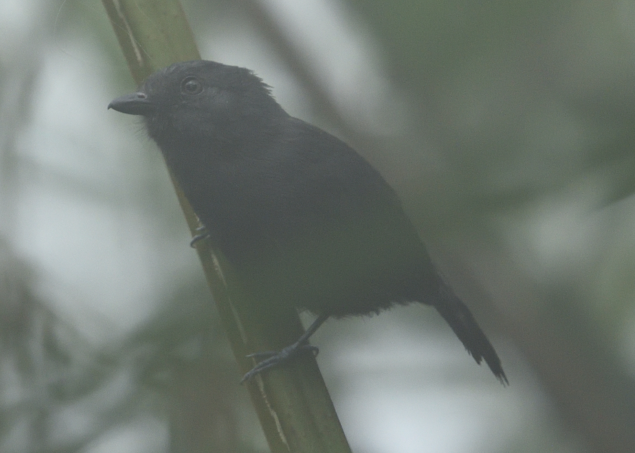 Uniform Antshrike (Thamnophilus unicolor), photo 10