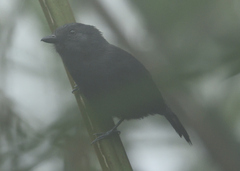 Thamnophilus unicolor