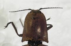 Chalcolepidius porcatus