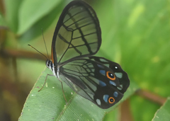 Pseudohaetera mimica