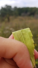 Solidago canadensis hargeri