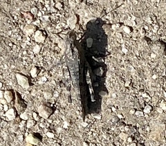 Lactista gibbosus