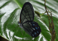 Pseudohaetera mimica