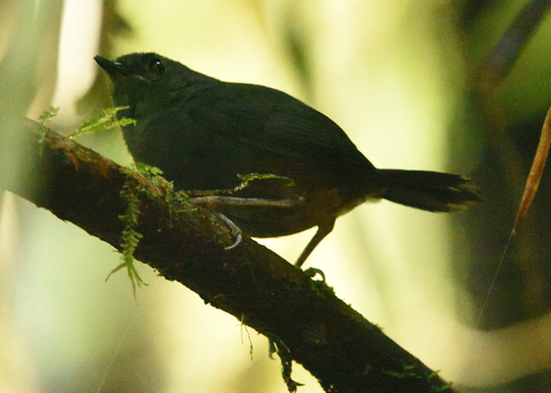 Tatama Tapaculo (Scytalopus alvarezlopezi), photo 8