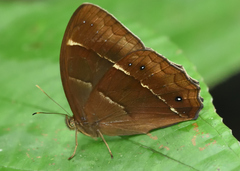 Parataygetis lineata