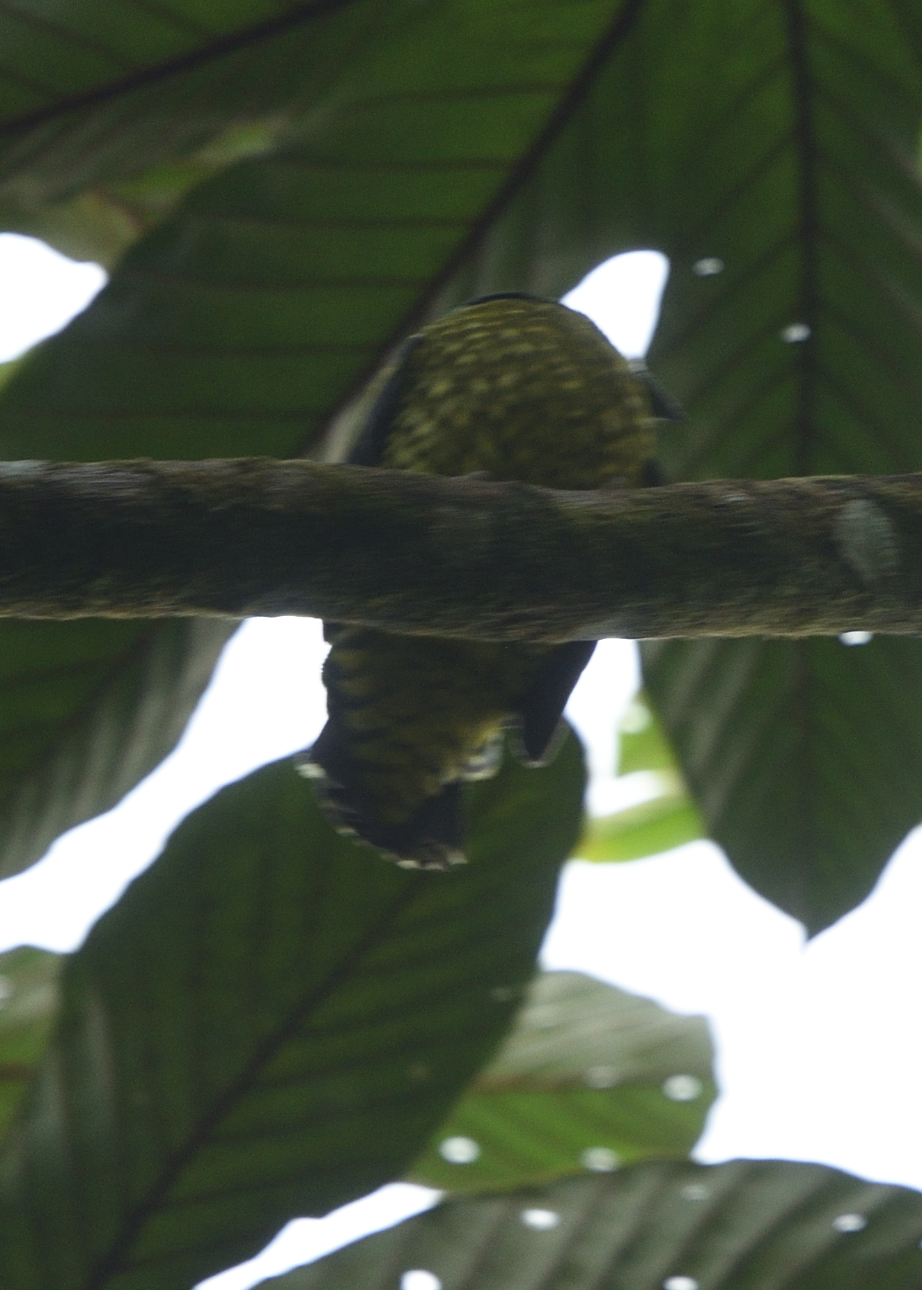 Scaled Fruiteater (Ampelioides tschudii), photo 9