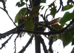 Anabacerthia variegaticeps