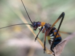 Scaphura elegans