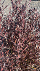 Dodonaea viscosa