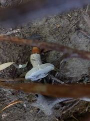 Hypomyces