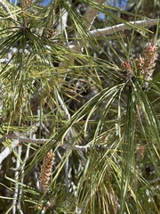 Pinus arizonica