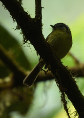 Pogonotriccus ophthalmicus