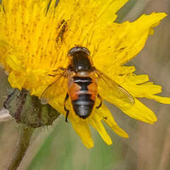 Helophilus lapponicus