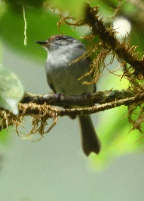 Rufous-browed Tyrannulet (Phylloscartes superciliaris), photo 3