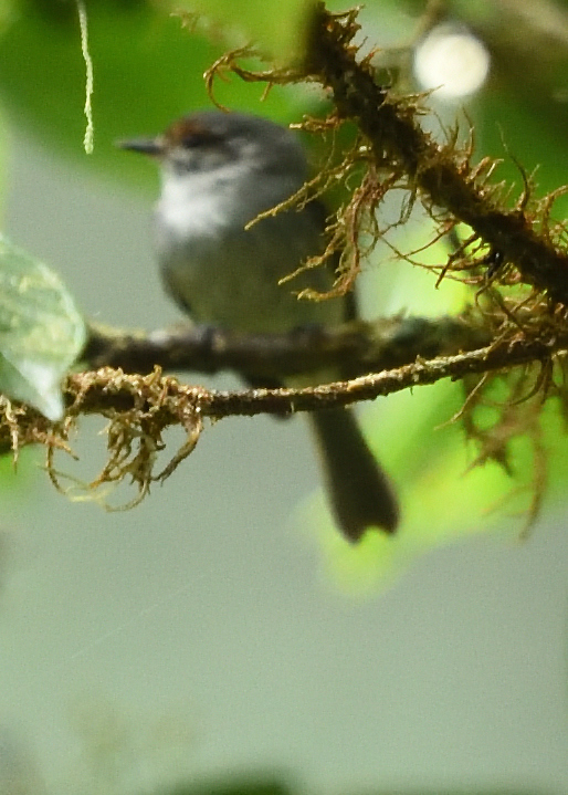 Rufous-browed Tyrannulet (Phylloscartes superciliaris), photo 2