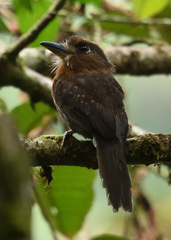 Malacoptila mystacalis