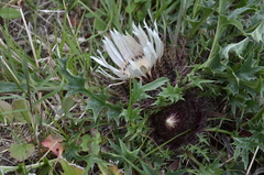 Carlina acaulis acaulis