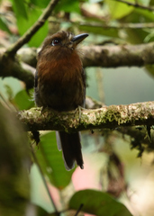 Malacoptila mystacalis