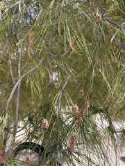 Pinus arizonica