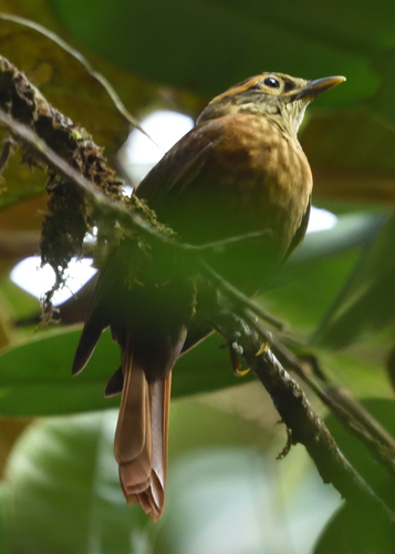 Scaly-throated Foliage-gleaner (Anabacerthia variegaticeps), photo 10