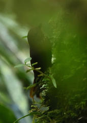 Glyphorynchus spirurus