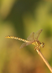 Gomphidae