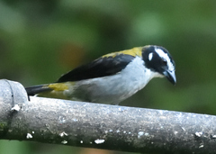 Saltator atripennis